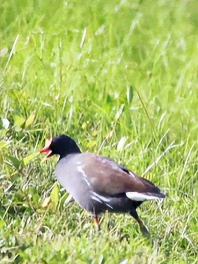家底大揭秘！深圳究竟有多少“神奇生物”？