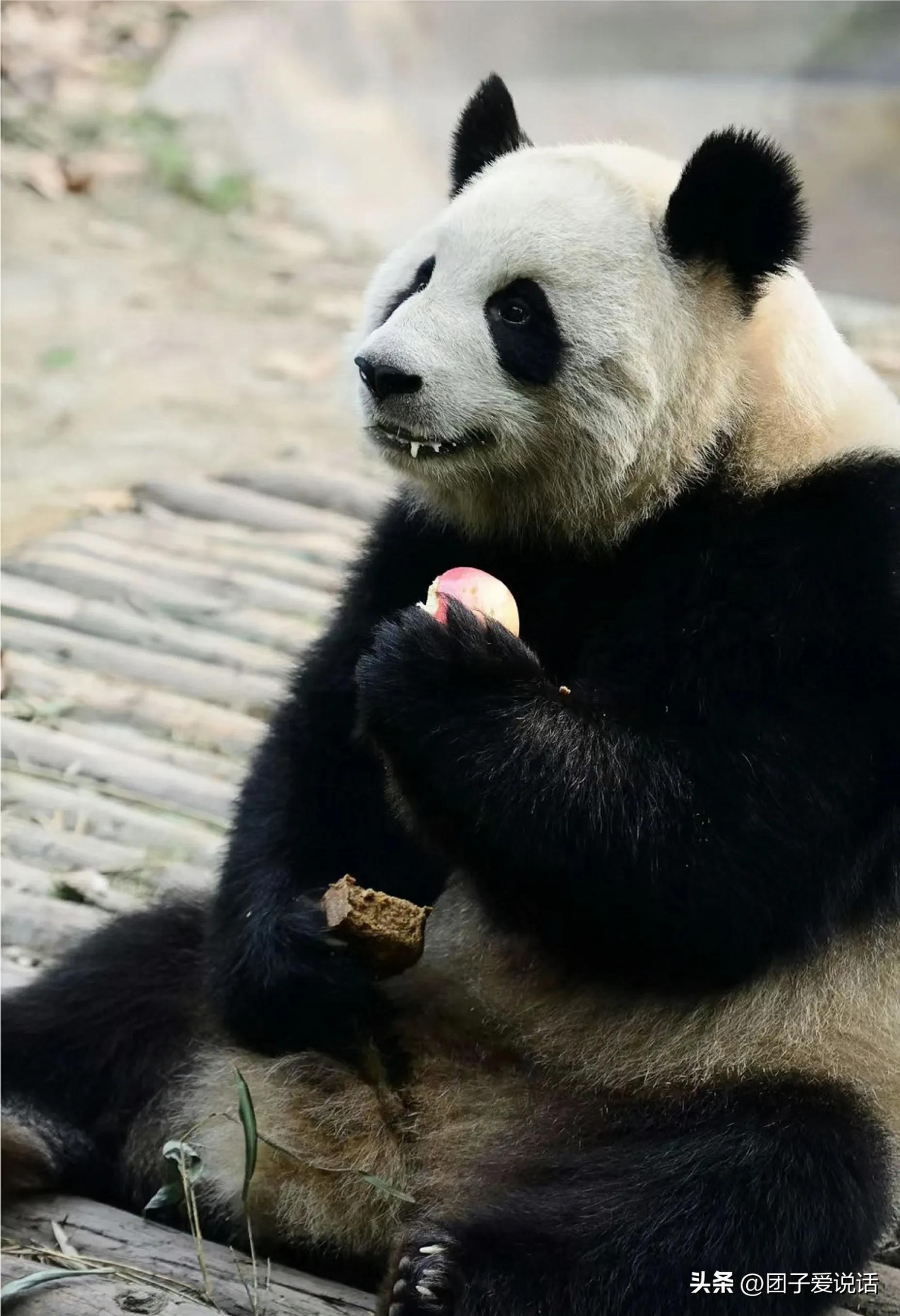 “外公熊”大熊猫“科比”的一生