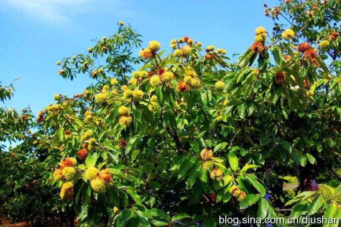 拇指化脓性感染护理问题,大拇指感染肿了消肿最快方法