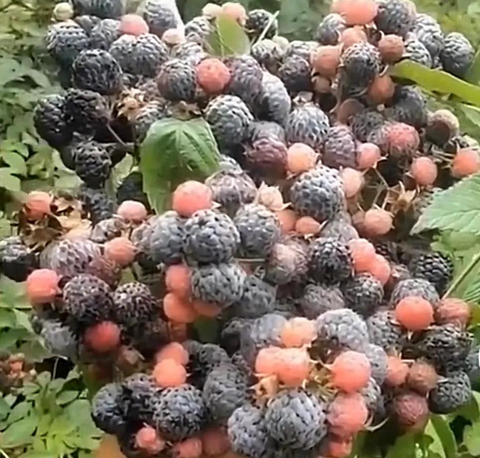 农村的野果都有哪些,农村独有的野果长什么样