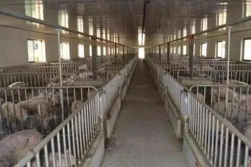 在母猪临产前几天，该怎样为母猪补充营养？