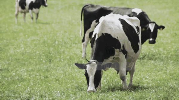 国际妈咪2021年度奶粉购买报告，奶粉榜首的竟然不是德国爱他美？