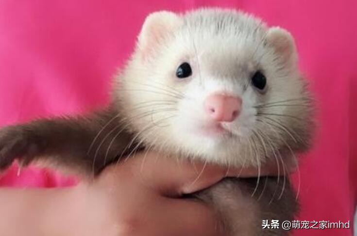 宠物貂大概多少钱一只,宠物貂好养吗多少钱