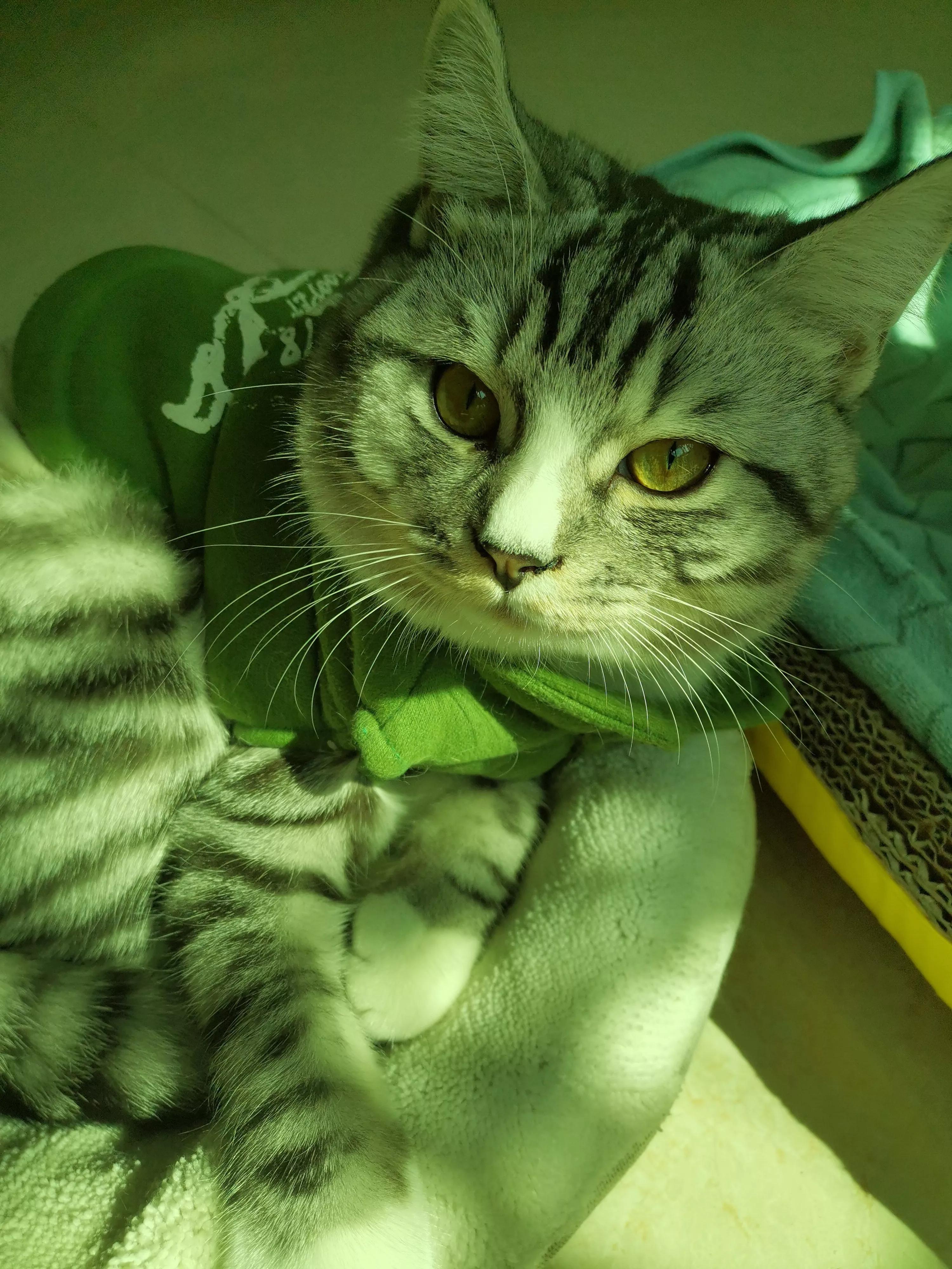 孤傲的美短豆包子猫猫，具有王者之心