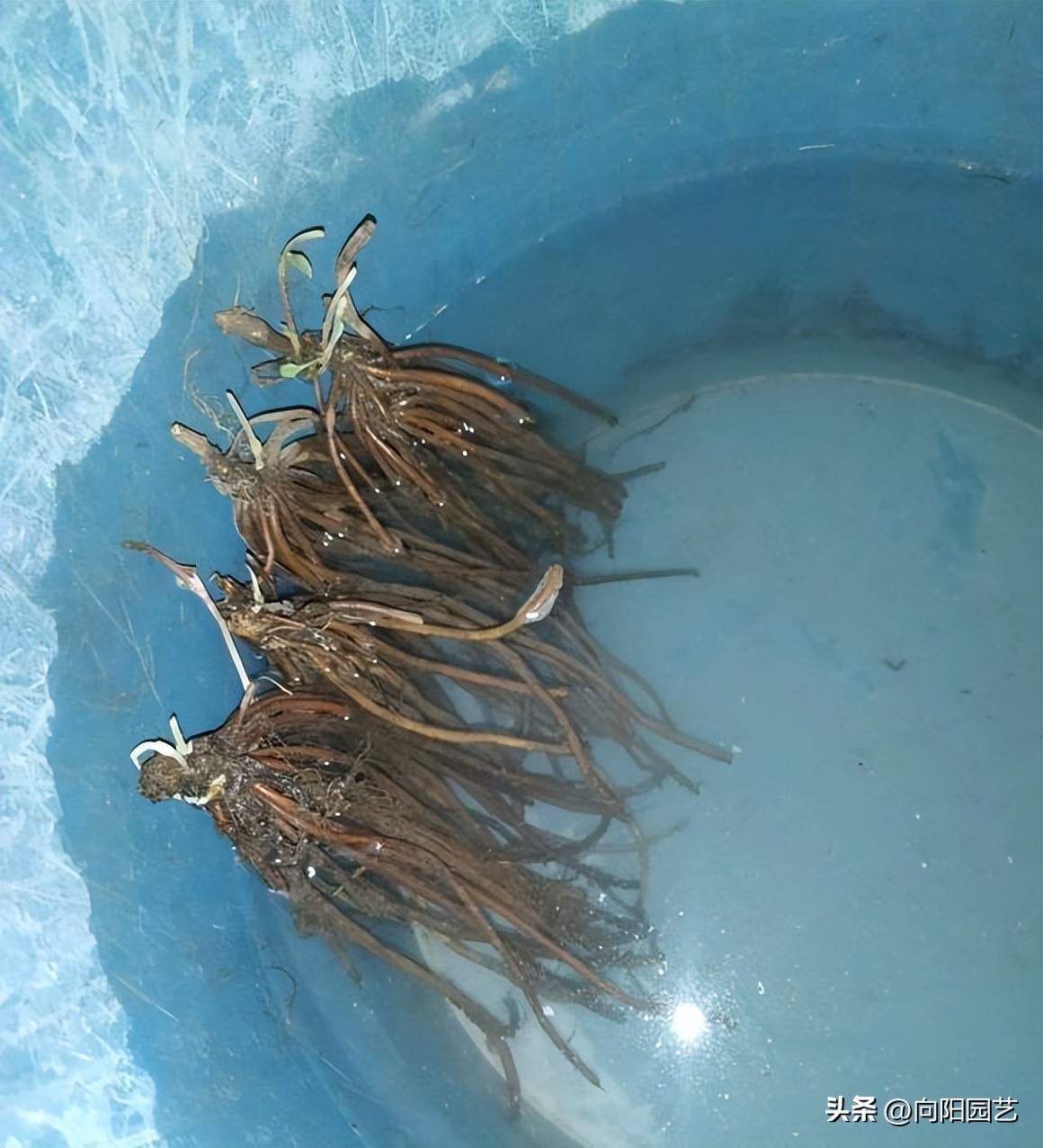 怎么才能买到品种好的铁线莲,包邮区适合种的铁线莲品种