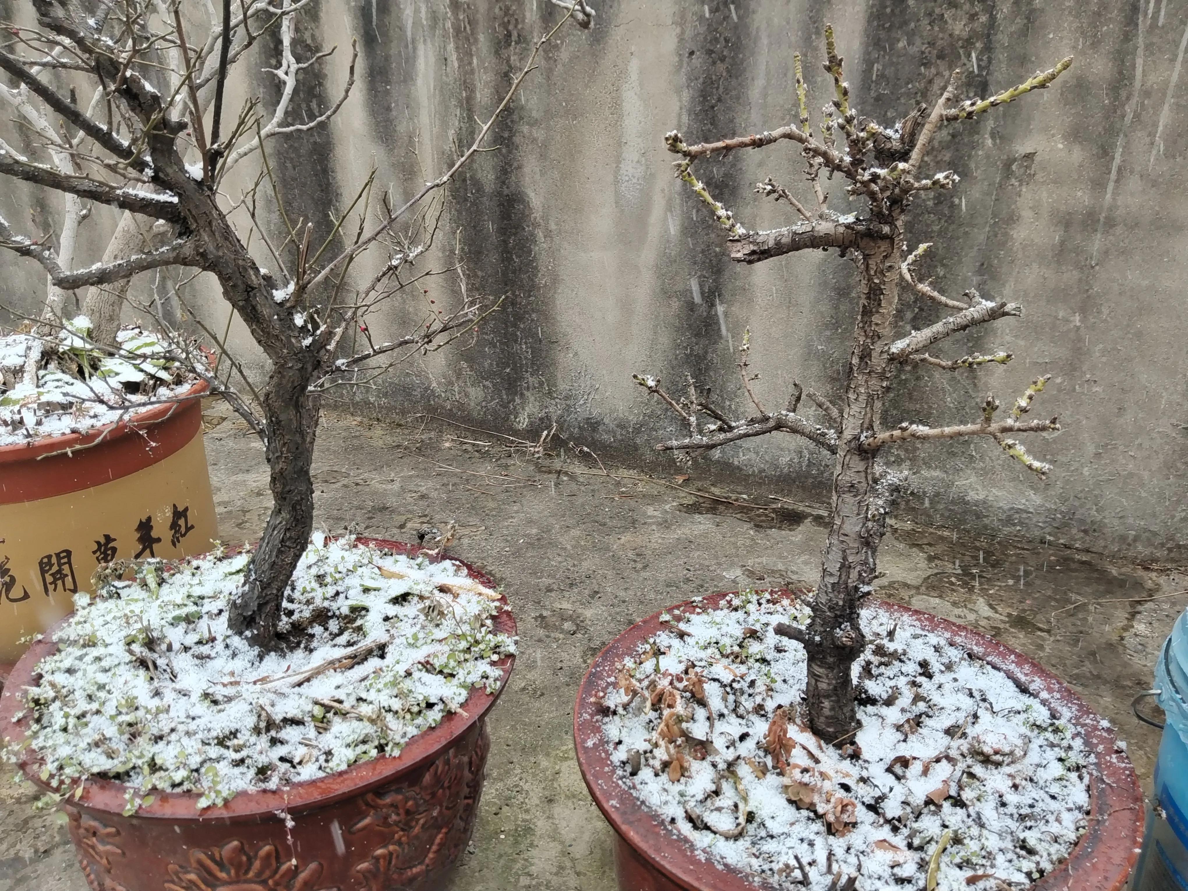盆栽浇水十大禁忌,盆栽植物如何防止烂根