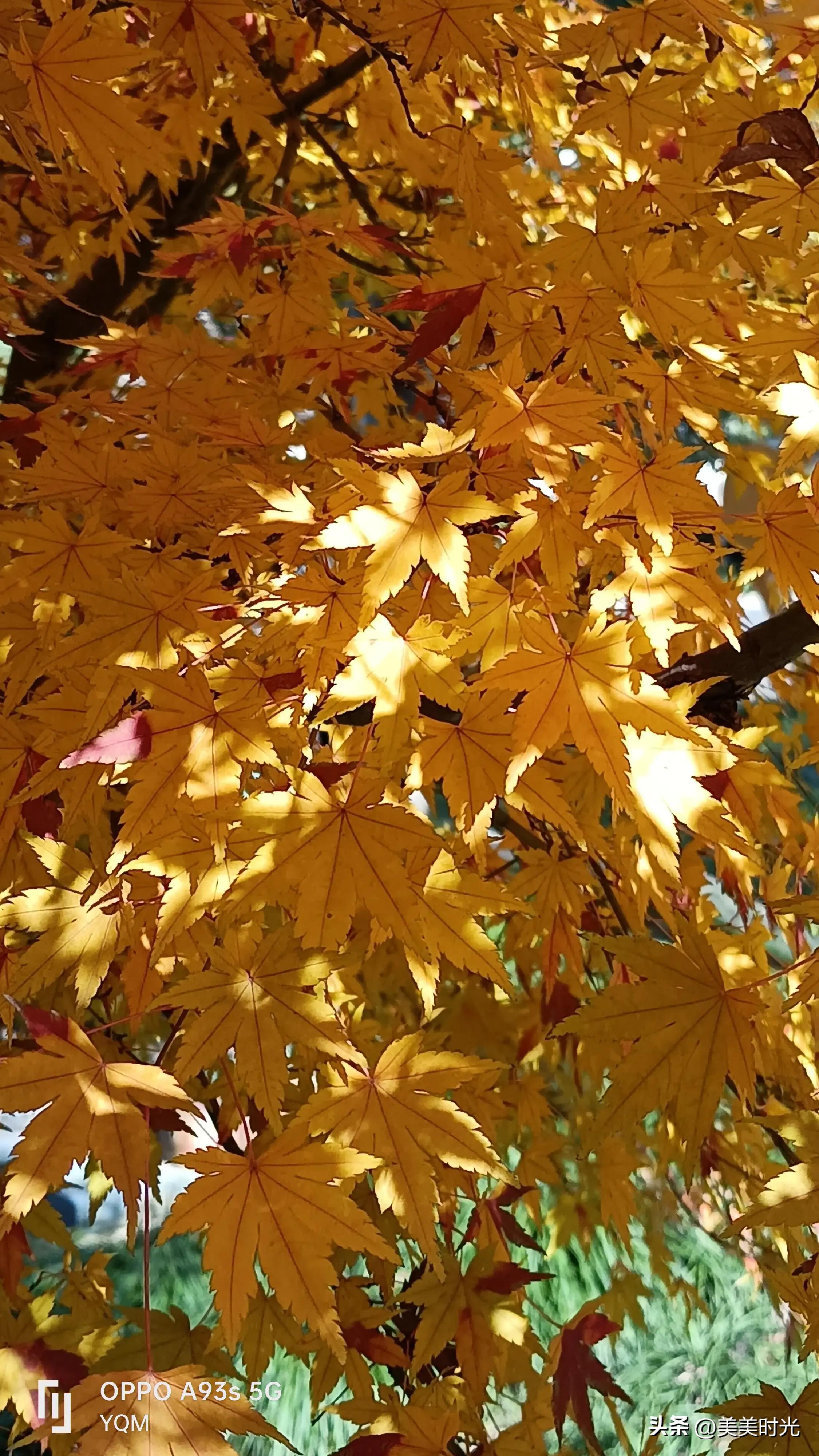 红枫在什么季节最好看,红枫红了的季节
