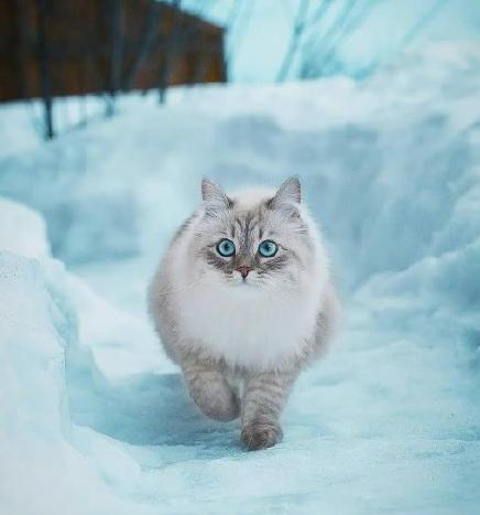 制裁猫咪小视频,制裁猫咪三个手段