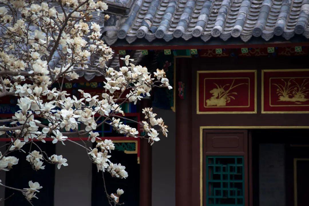 山东除了淄博还有哪里好玩,淄博都有哪些值得游玩的地方