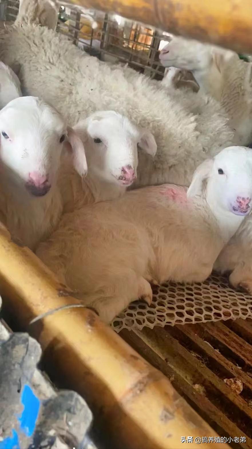 羊口疮传染性脓疱用什么药,羊口疮传染性脓疱症状