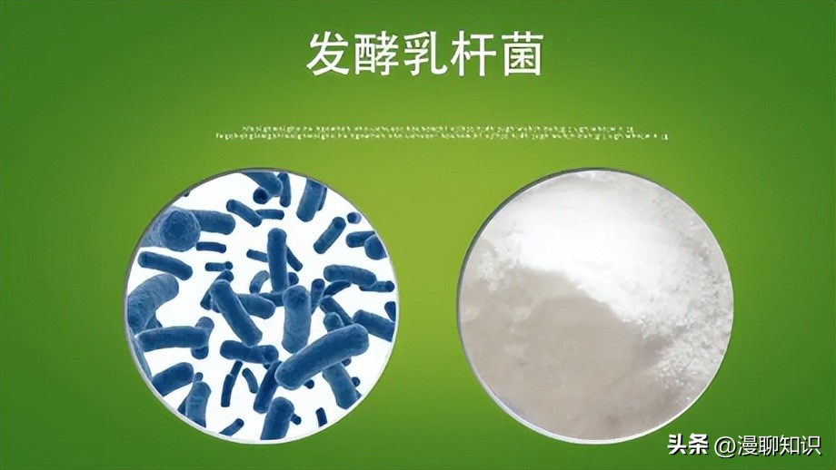 乳酸菌是一种还是一群细菌,乳酸菌是什么东西
