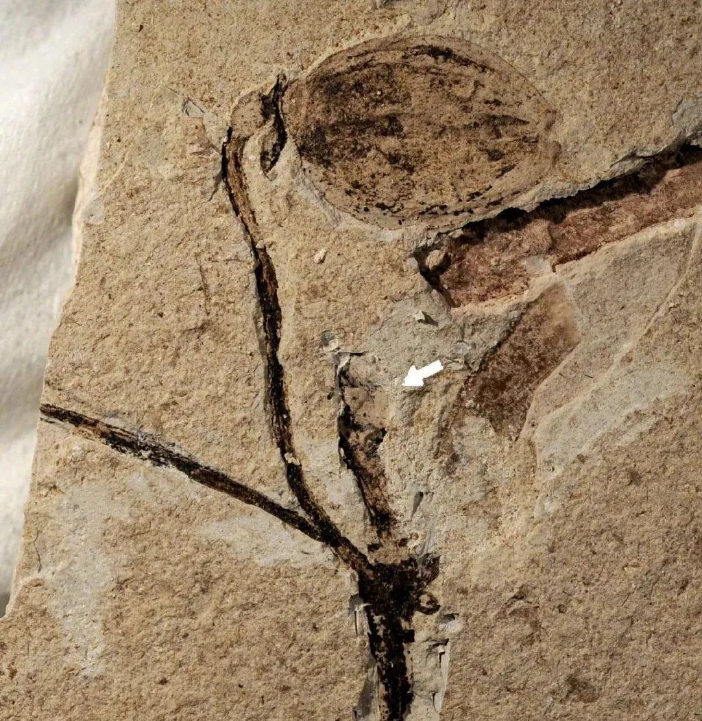 距今1.7亿年，重庆发现亚洲最古老剑龙，物种起源背后究竟有何秘密？