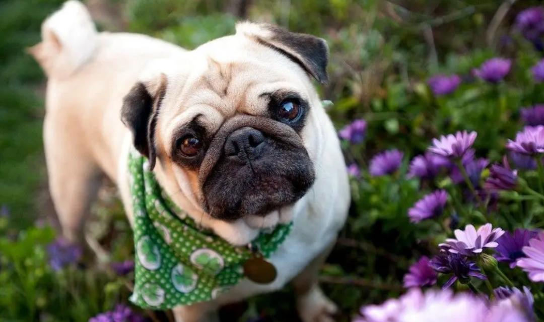 狗狗跑两步就气喘吁吁直接趴下了,狗狗气喘吁吁是什么原因