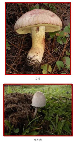 爱的魔力转圈圈蘑菇头,爱的魔力转圈圈彩虹伞