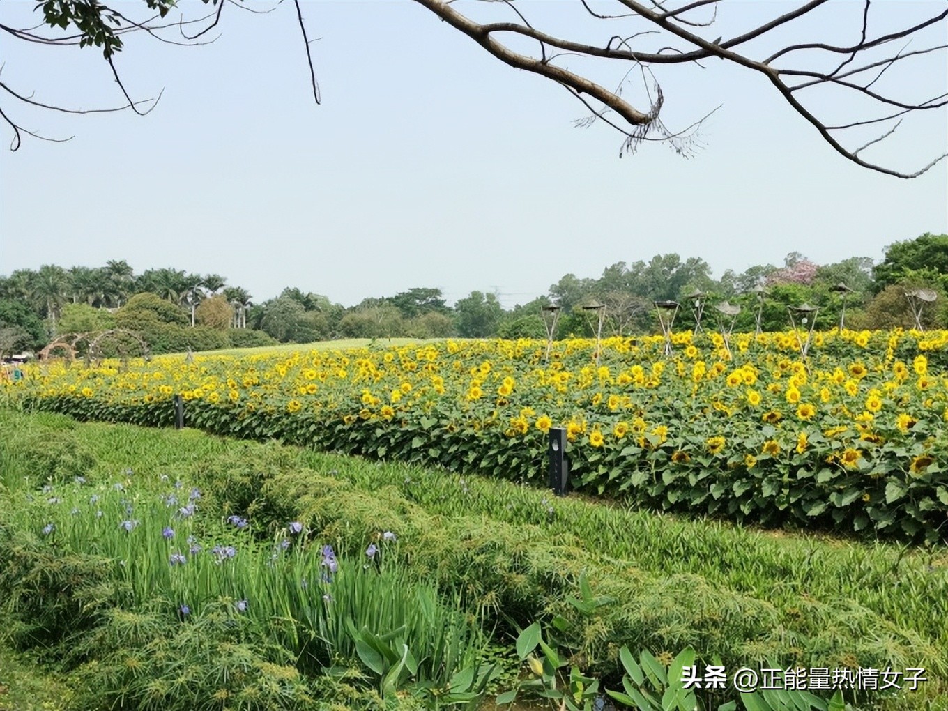 观澜版画村是几大客家古村落之一,观澜版画村是十大客家古村之一