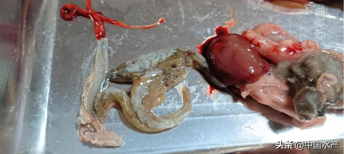 水生外来物种入侵防控工作方案,水生动物防疫