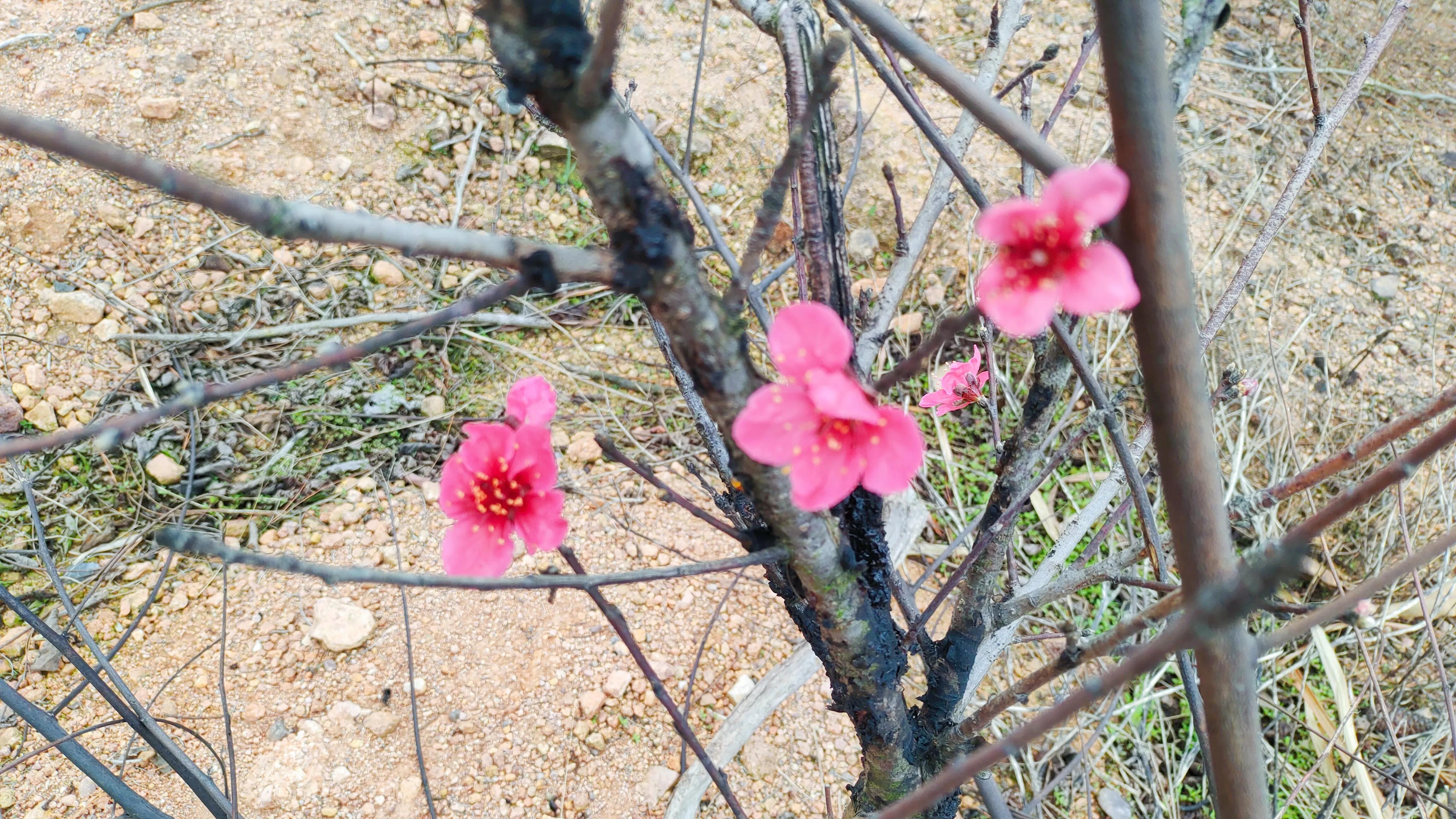 桃花古诗词歌曲,桃花古诗词最出名