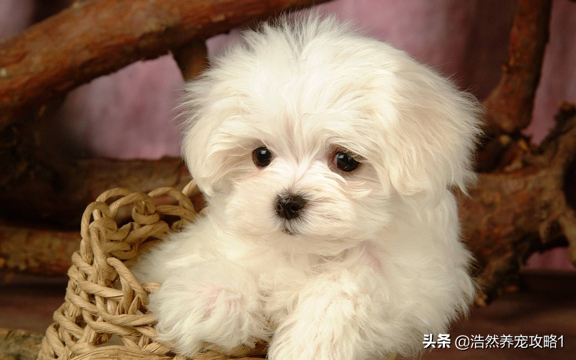 犬瘟热症状是什么能治愈吗,犬瘟热是什么症状发作有救吗