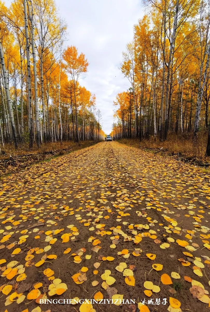 秋天大兴安岭最美的地方,秋天美丽的大兴安岭