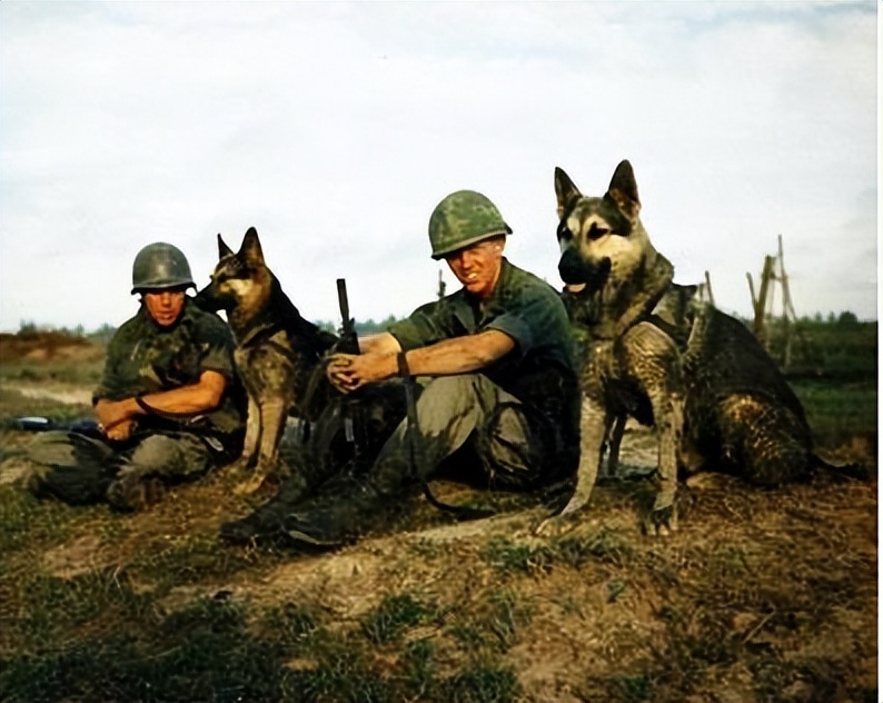 1939年鬼子狼狗部队“无人可挡”,董翰良训化中华田园犬,轻松制服