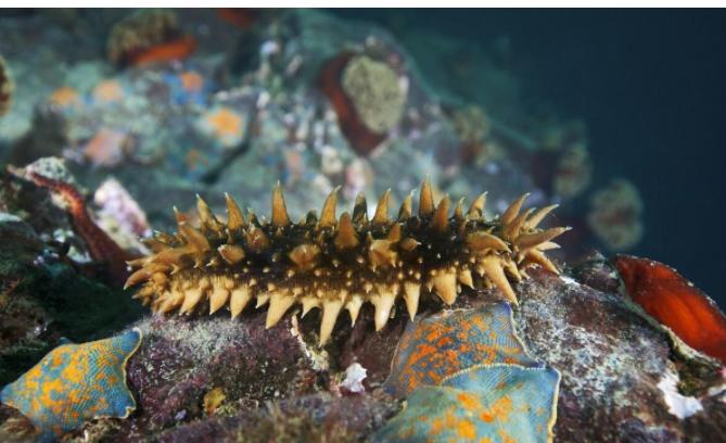 怎样泡发海参又大又好,泡发海参的方法有几种