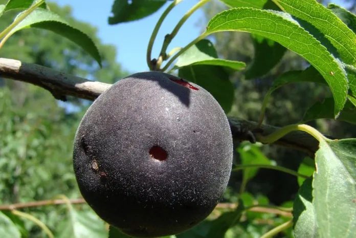 蔷薇科水果是什么,蔷薇亚科著名水果