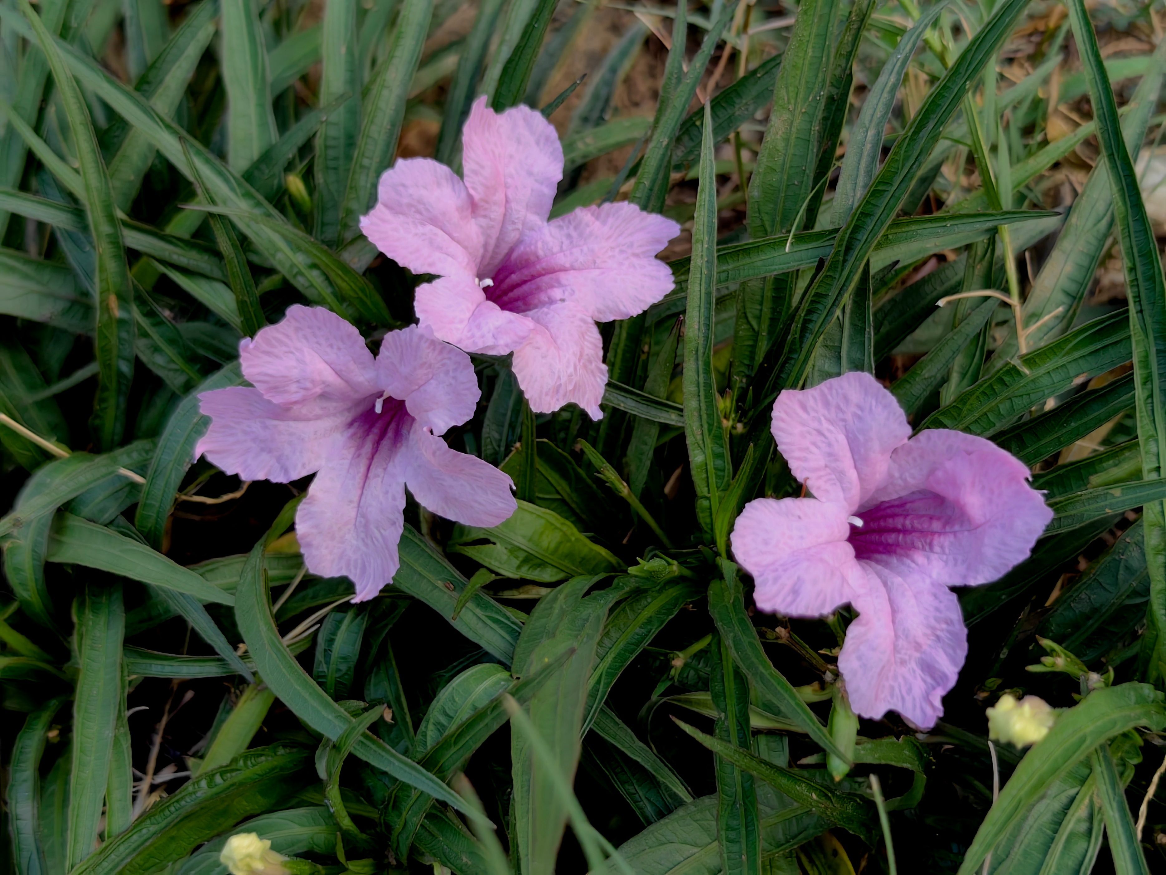 紫色兰花草:,蓝色花草品种