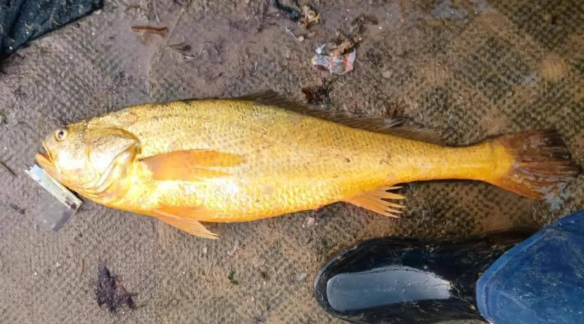 宁海渔民在象山捕到野生大黄鱼,台州渔民捕获近5斤重野生大黄鱼