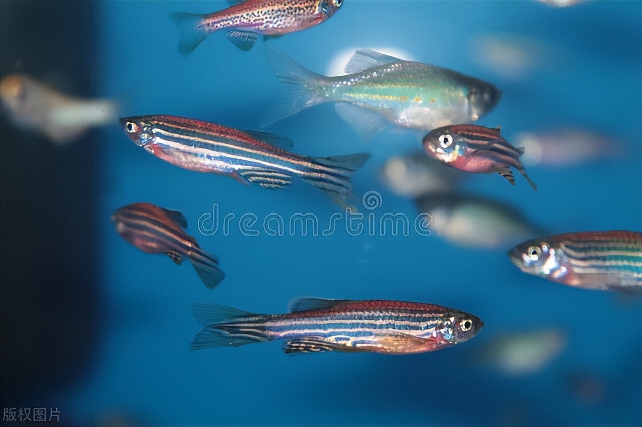 低成本斑马鱼实验室搭建,斑马鱼实验室养殖系统价格