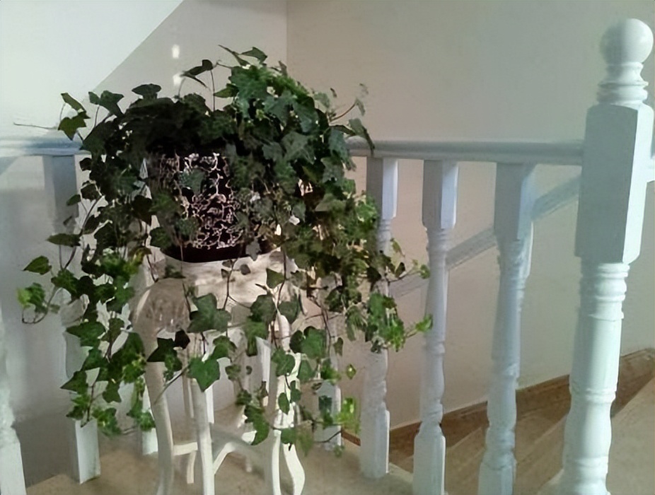 耐阴能净化空气的盆栽,哪种盆栽净化空气最好