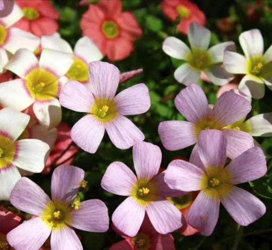 认识各种花卉名称,认识各种花的名字