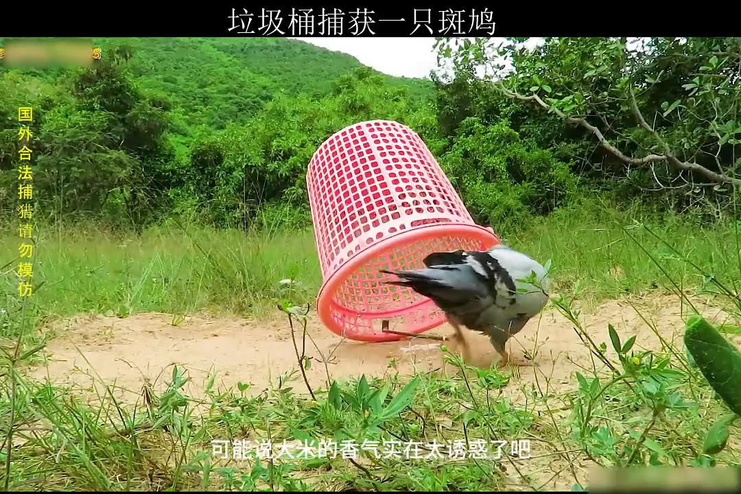 为什么垃圾桶就能捕获到天上飞的斑鸠？