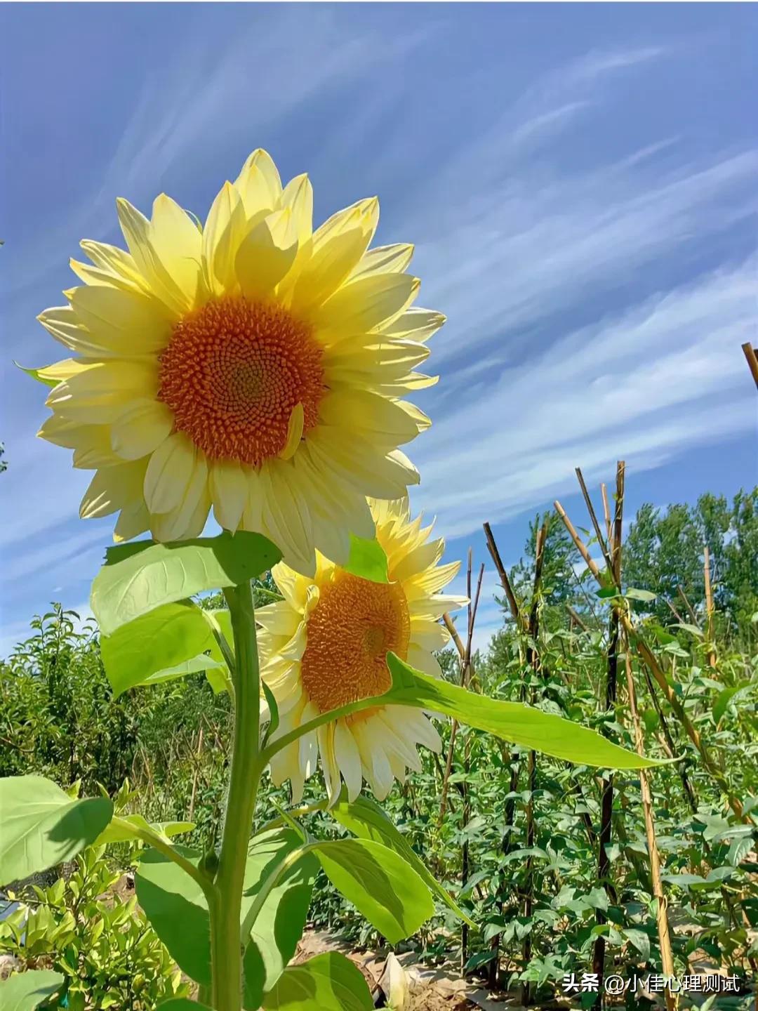 夏日必备快乐文案短句图片,夏日炎炎发朋友圈文案图片