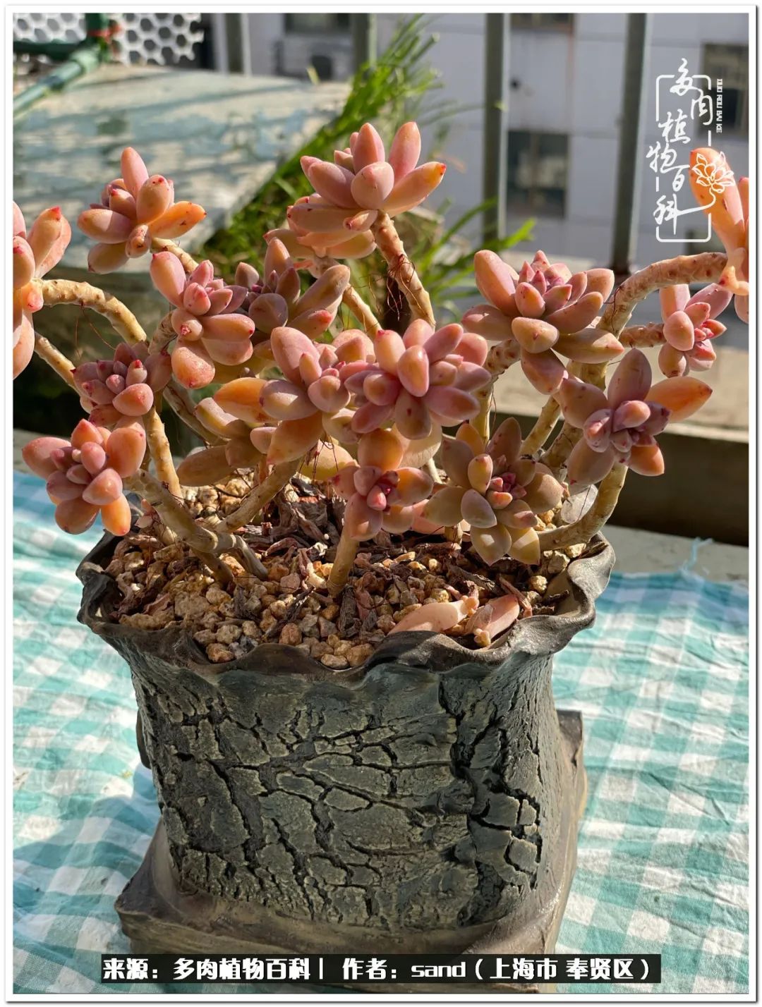 养点花草给生活添点乐趣,养点花花草草心情自然会好