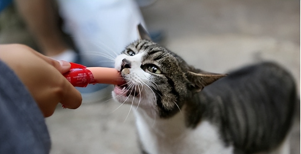 铲屎官身上的猫毛怎么处理,猫咪掉毛铲屎官怎么办