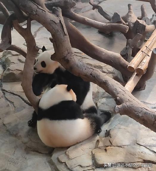 梅清大熊猫小时候去长隆视频,大熊猫梅清短腿