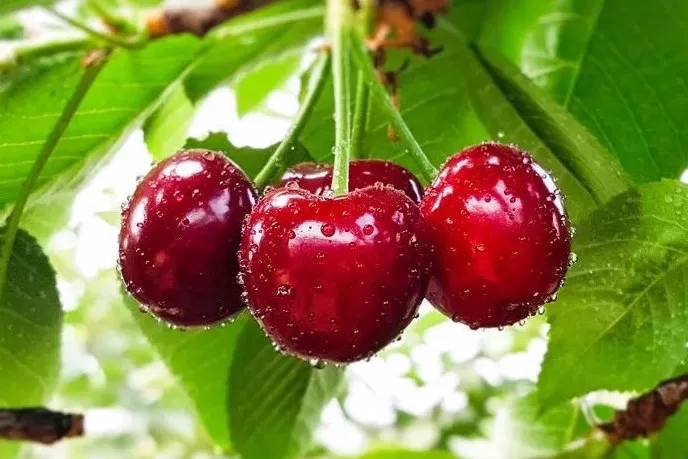 樱桃果实软腐是怎么回事?如何预防?