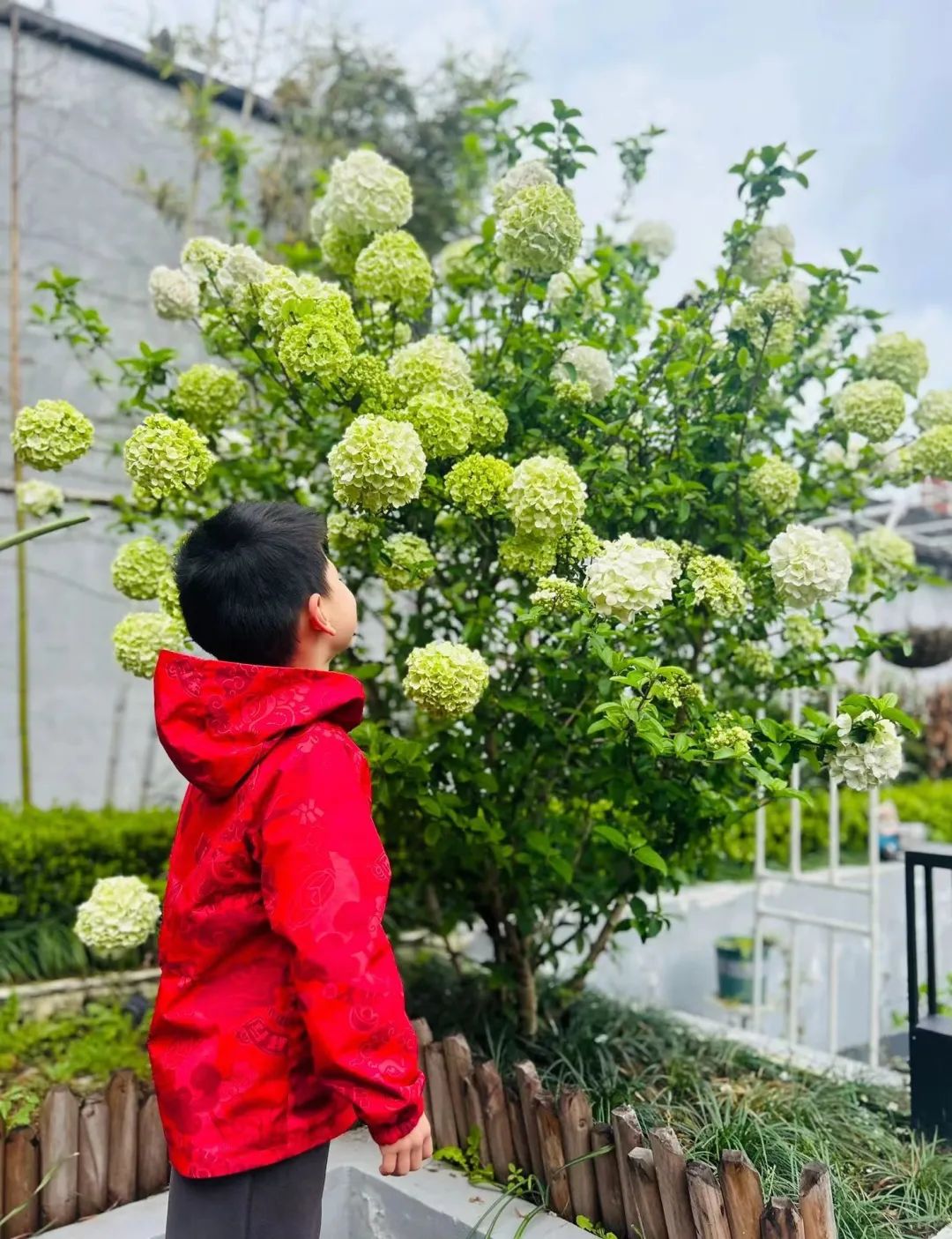 老人们家门口人越多越好是真的吗,门前有三种树家兴人又旺