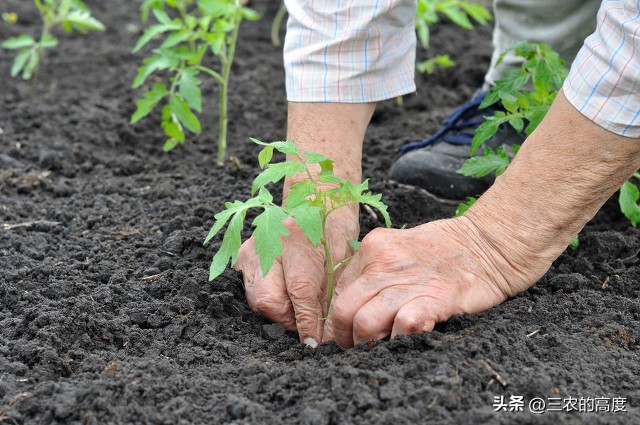 介绍谷雨种瓜点豆视频,谷雨前后种瓜点豆跟天气有关吗