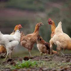 正宗纯土鸡多少钱一斤,正宗土鸡108元一只买不