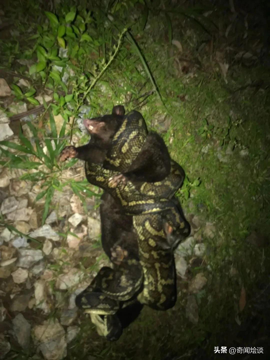 巨蟒捕食真实视频,巨蟒捕食鬣狗视频大全