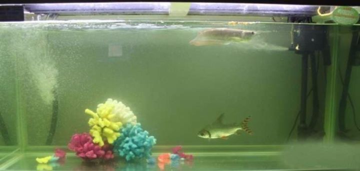 超极品蓝底过背被养成3流街货，最终死亡……