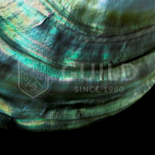 珍珠guild证书怎么看,大溪地黑珍珠鉴定证书