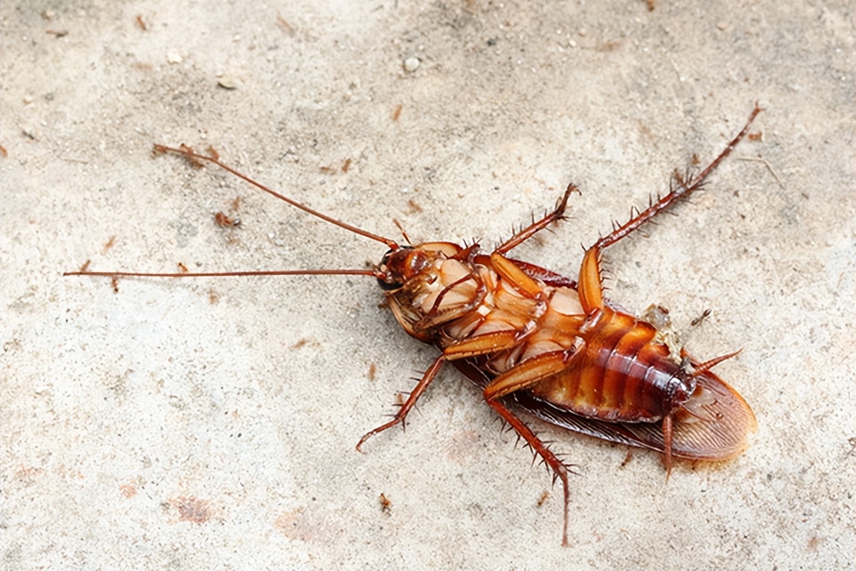 防治蟑螂最有效的方法,蟑螂的防治和消灭的一个操作流程