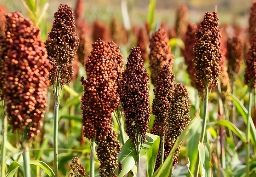 囤酒如何证明是真酒,囤酒如何防止被坑