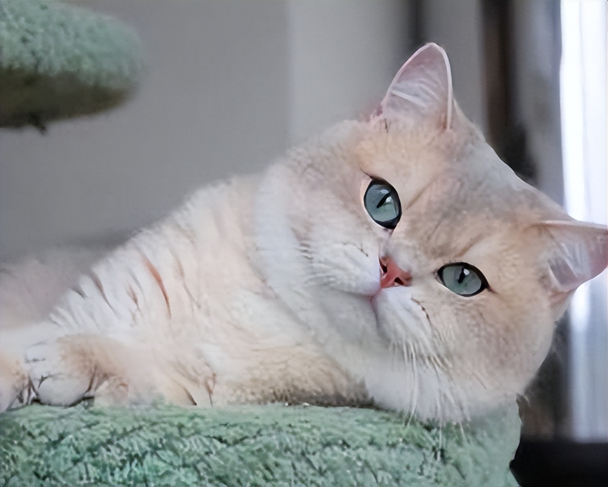 英短纯种和不纯种区别,英短品种不纯怎么办