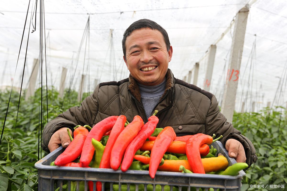 农民专业合作社农业产业发展,新时代农村合作社发展的思路