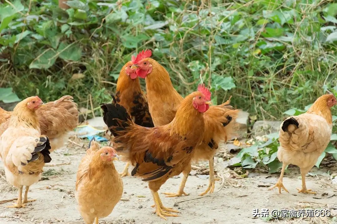 怎么判断鸡瘸腿原因,鸡突然瘸脚不会走路是怎么治