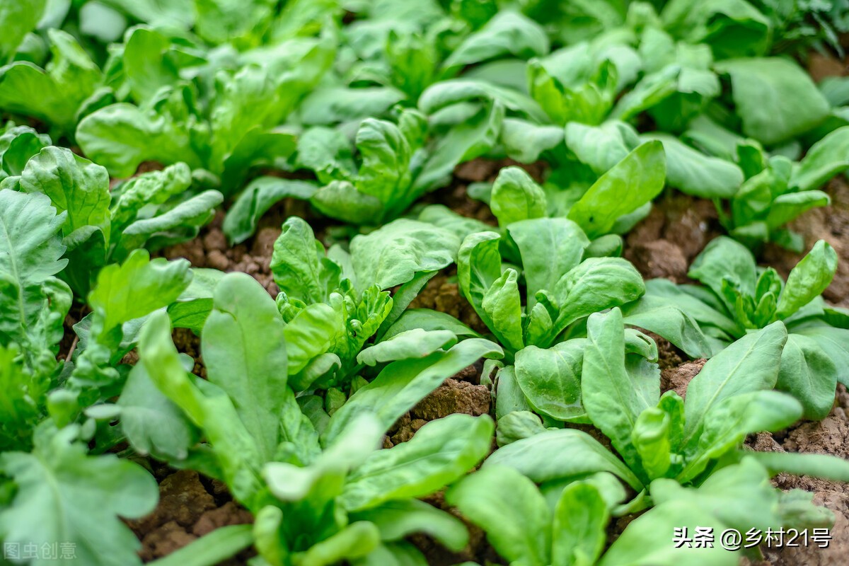 自制的黄豆肥使用方法,黄豆发酵液体肥效果