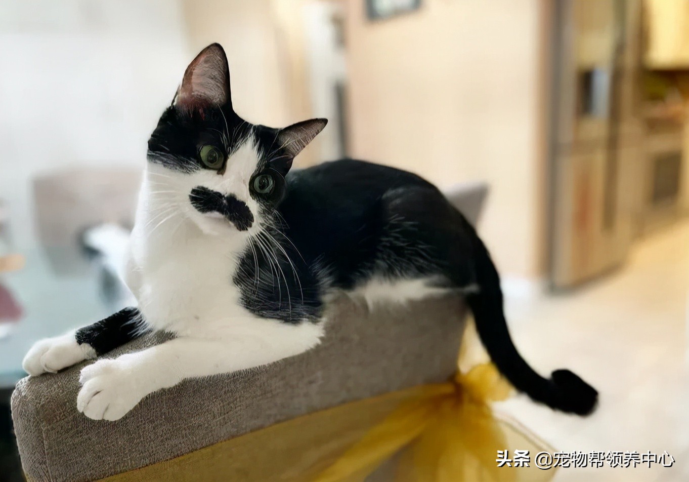 猫咪天生脸圆小鼻子大眼,猫咪小时候有多可爱长大就有多帅